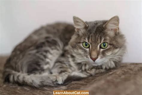 Why Is My Cat Throwing Up Bile for Days? Causes And Treatment - LearnAboutCat