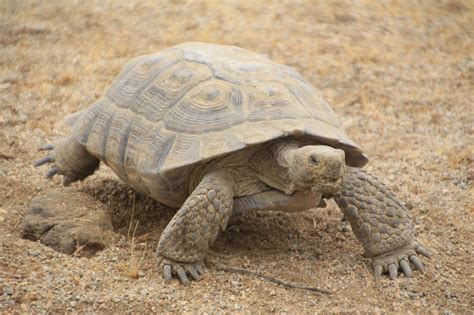 Mojave Desert Animals Adaptations