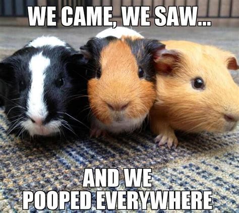 131 best Guinea Pig Memes & Humor images on Pinterest | Guinea pigs, Pigs and Rodents