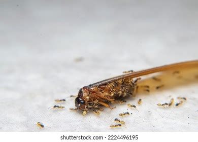 Close Swarmers Moths Flying Termites Winged Stock Photo 2224496195 | Shutterstock