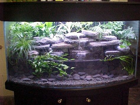 De 25+ bedste idéer inden for Axolotl tank på Pinterest | Akvarie ideer, Akvarium og Aquascaping