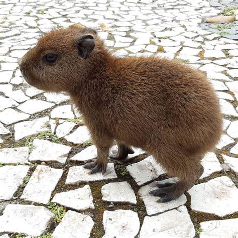 Baby capybaras are fucking cute : r/NatureIsFuckingCute