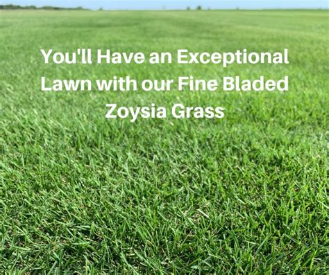 Why Pick Emerald Zoysia Grass - Houston Grass - Pearland Sugar Land