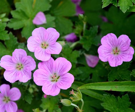 Best hardy geranium varieties – 15 classic cranesbills…