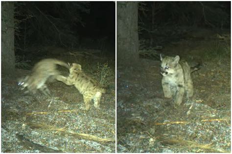 Watch Adorable Baby Mountain Lions Caught Playing on Trail Cam - Newsweek