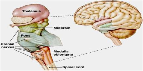 Brain Stem : Anatomy, Location & Function - Anatomy Info