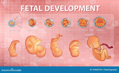 Stages Human Embryonic Development Vector Illustration | CartoonDealer.com #210807678