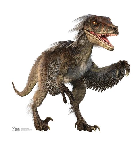 Velociraptor Pictures & Facts - The Dinosaur Database