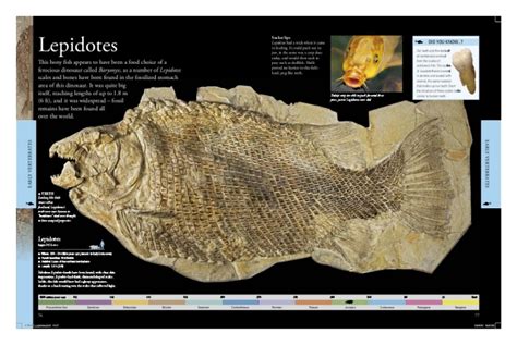 Dinosaur Visual Encyclopedia by Prashant Kumar at Coroflot.com