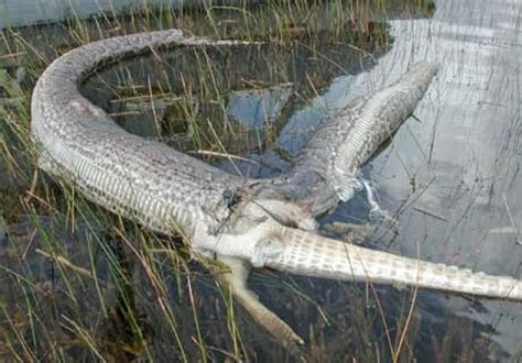 Do Burmese Pythons Eat Alligators?