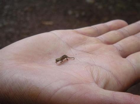 Popcorn - Fresh Every Day: World's Smallest...