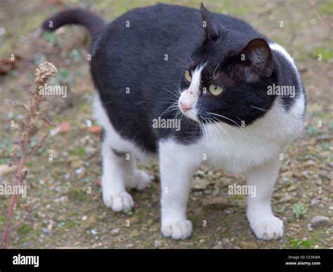 BLACK AND WHITE CAT Stock Photo - Alamy