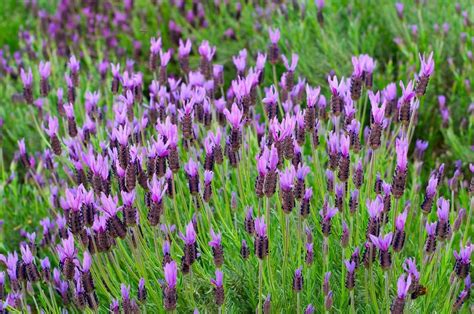 Harvesting Spanish Lavender - Lavender Plant