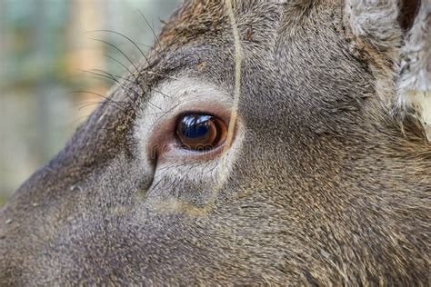 A Deer Eye Deer Close-up without Fright Stock Photo - Image of life, animal: 199409280