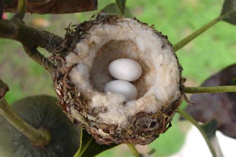 Photos of Wild Bird Nests and Eggs