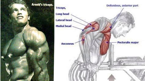 Arnold Schwarzenegger Triceps Workout