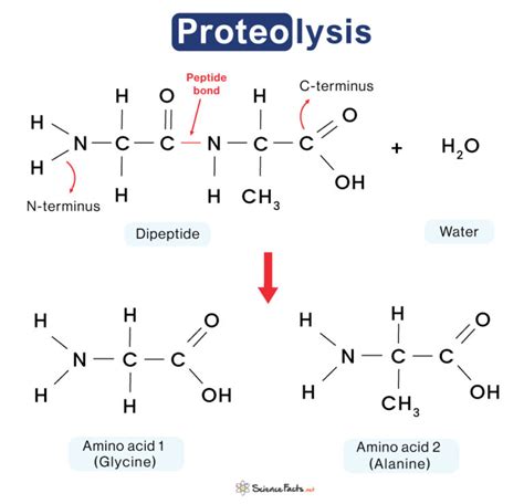 Proteolysis – Definition, Process, Examples, and Diagram