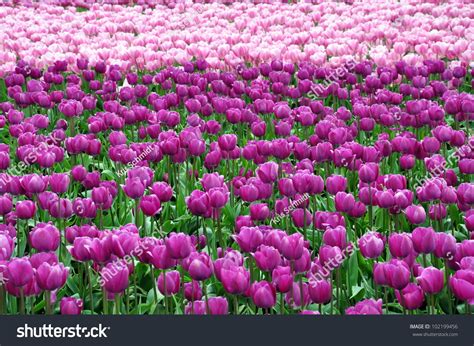 Purple Pink Tulips Stock Photo 102199456 | Shutterstock