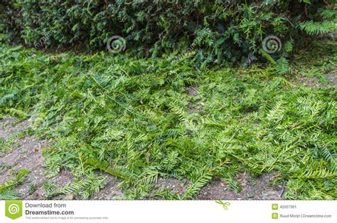 Pruning Cuts from a Taxus Baccata or European Yew Hedge Stock Image - Image of organic ...