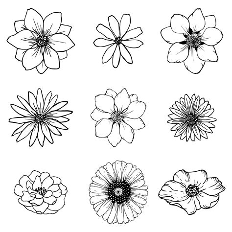 establecer dibujo de líneas de flores de boceto. vector de arte de línea de naturaleza ...