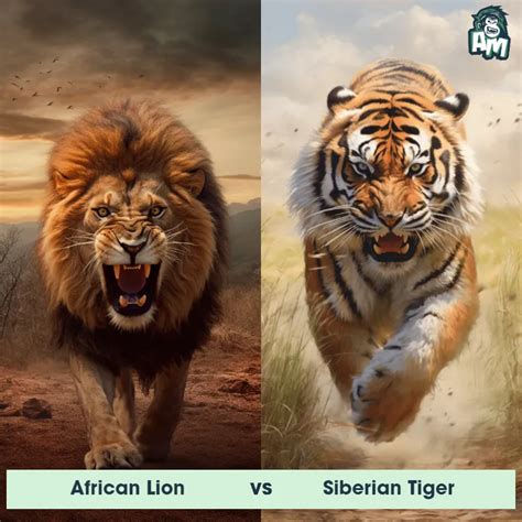 African Lion vs Siberian Tiger: See Who Wins | Animal Matchup