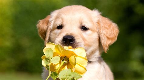 Labrador Retriever Cute Wallpaper Golden Retriever Adorable Puppies / Two cute Golden Retriever ...