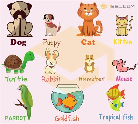 Huge List of Pets and Different Types of Pets with Pictures • 7ESL | Pet animals list, Animal ...