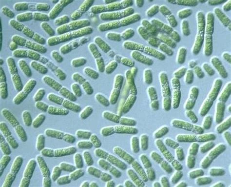 Structure of Cyanobacterium - EveryDay