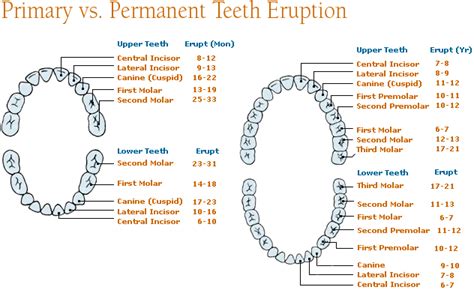 Here for Knowledge: The Easy Way to Remembering Tooth Eruption Dates