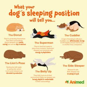 Dog Sleeping Positions and What They Mean - Animed Direct