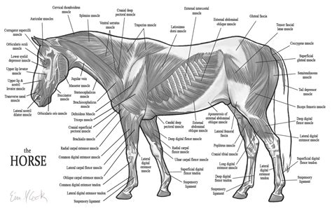 Horse Leg Anatomy Diagram