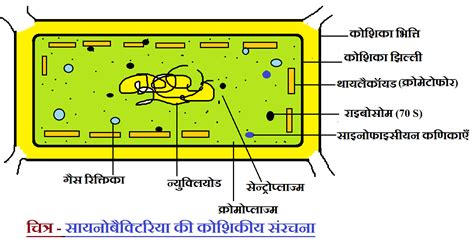 Cyanobacteria cell structure and Ecological importance | NCERT SCIENCE IN HINDI