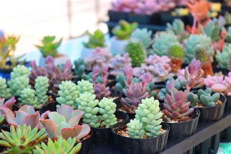 How to care Succulents - Bhimtal Nursery