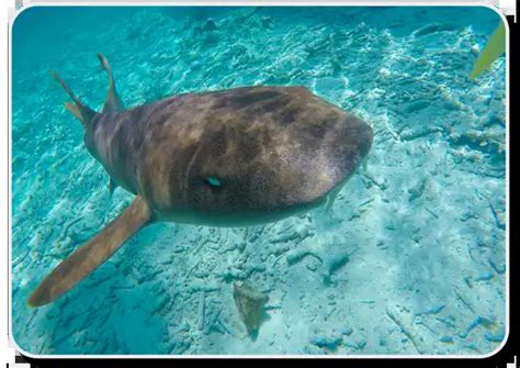 Nurse Shark x10 Facts, Habitat, Social & Hunting Behavior, Offspring & Human Interaction