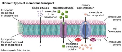 Facilitated diffusion | biochemistry | Britannica