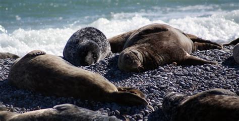 See the Seals at Blakeney | norfolksuffolkbroads.co.uk