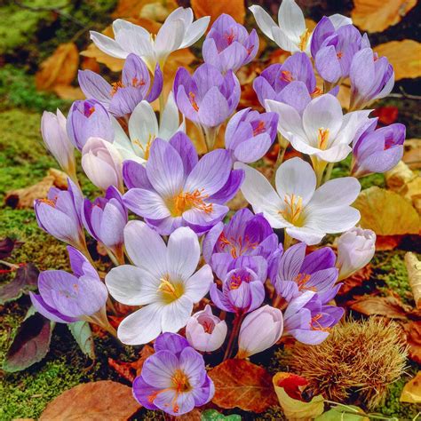 Breck's Fall Blooming Crocus Bulb Mixture (15-Pack)-76229 - The Home Depot