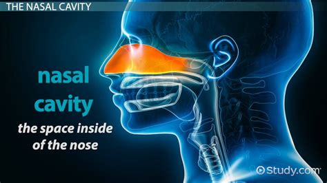 The Nasal Cavity Structure Vasculature Innervation, 59% OFF