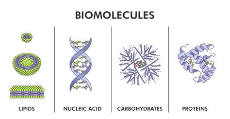 Biomolecules - Structure and Types of Biomolecules - GeeksforGeeks