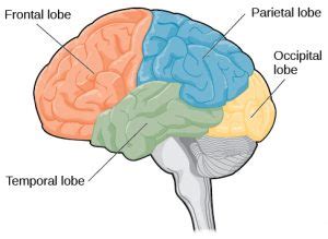 Parietal Lobe - Function, Location, Structure and Related Conditions