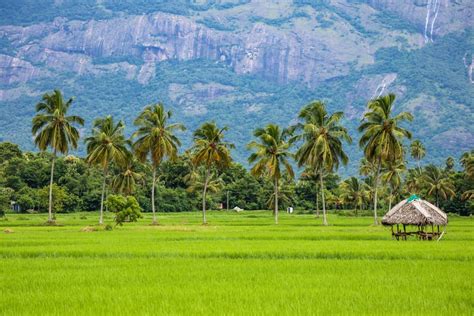 RICE – A SRI LANKAN TRADITION - Rice & Curry at Villas in Sri Lanka