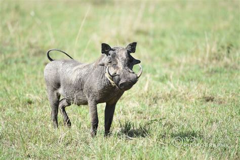 Zimbabwe Wildlife – Ramdas Iyer Photography