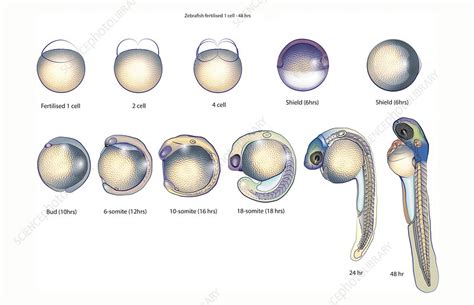 Zebrafish Embryo Development