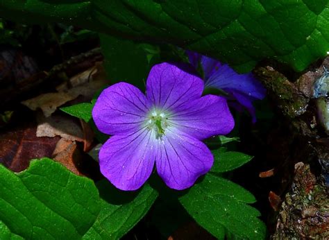 Tiny Purple Forest Flower Macro | Flowers| Free Nature Pictures by ForestWander Nature Photography