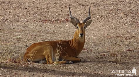 Kob Wildlife Benin | AfricaHunting.com