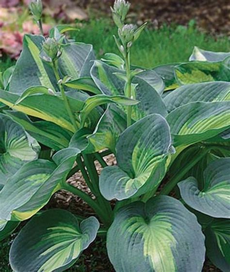 20 Best Hostas for Shade Garden Areas