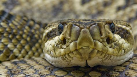 Central Florida Zoo & Botanical Gardens Eastern Diamondback Rattlesnake (2) – Central Florida ...