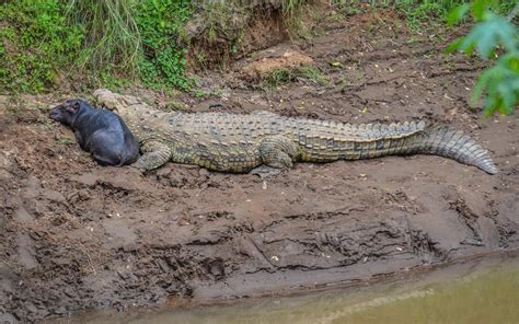 Incredibly ѕһoсkіпɡ photographs depicted a newborn hippo confusing a crocodile for a companion ...