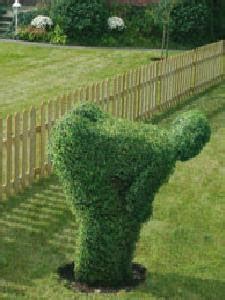 Funny Topiary