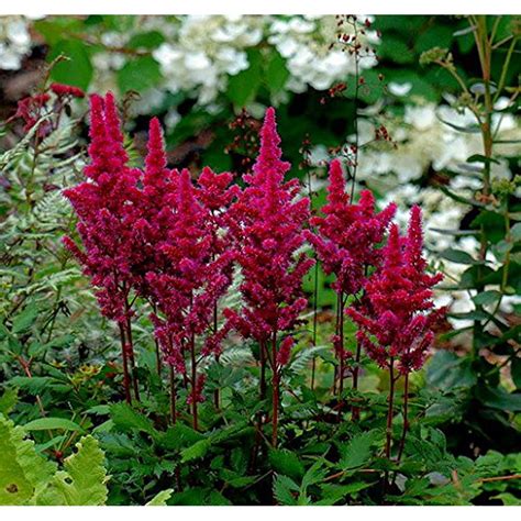 Visions in Red Astilbe - Shade Perennial - Live Plant -Quart Pot - Walmart.com - Walmart.com